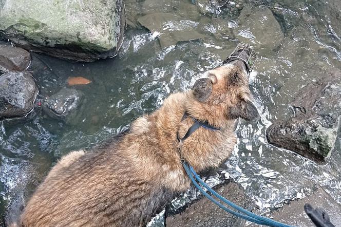 Elbląg. Pies nie mógł wydostać się z rzeki. Pomogli policjanci i strażacy