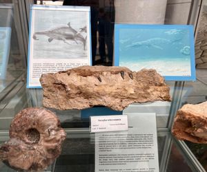 Mineral Expo w Pałacu Kultury ze szkieletem ichtiozaura