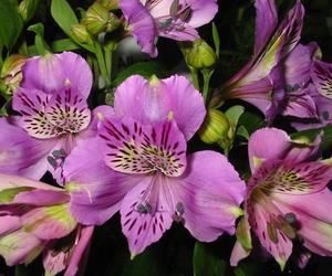 Alstroemeria