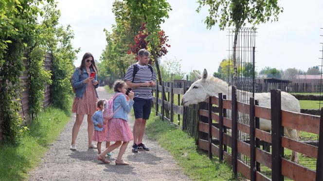 Pomysł na wycieczkę niedaleko Lublina? Zoo w Wojciechowie to idealny kierunek!