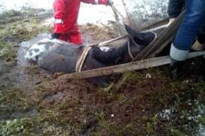 Strażacy uratowali konia, który wpadł do bagna. Zwierzę błyskawicznie tonęło! 
