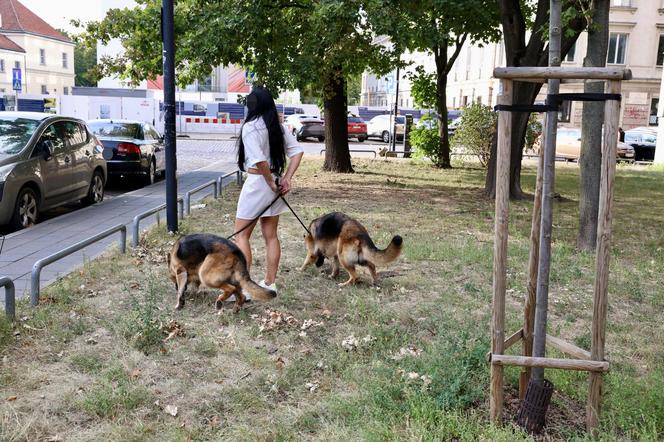 Warszawa. Wilczury dusiły się w aucie! Litwini zamknęli psa w samochodzie i poszli w miasto 