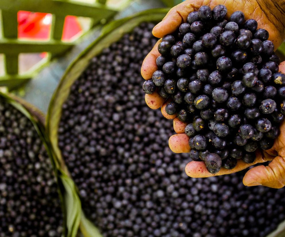 Wspierają serce i mózg, pochłaniają cukier, zapobiegają nowotworom? Zapomniane jagody wracają do łask