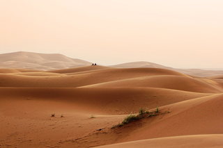 Jest wielka pustynia, a będzie 40 MILIARDÓW DRZEW! Największa taka akcja w historii świata