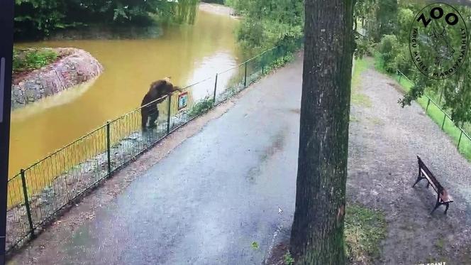 Szok! Niedźwiedź wdarł się do zoo i atakował zwierzęta. Wideo w sieci