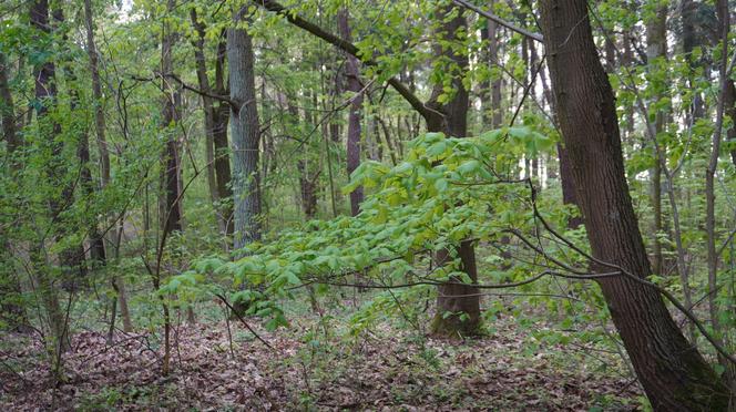 Leży w pobliżu centrum Olsztyna i wygląda bajecznie wiosną. Zobacz piękny rezerwat Mszar [ZDJĘCIA]