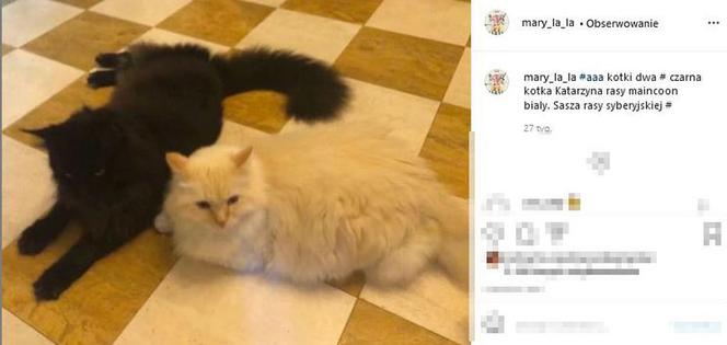 Mają kota na punkcie kota