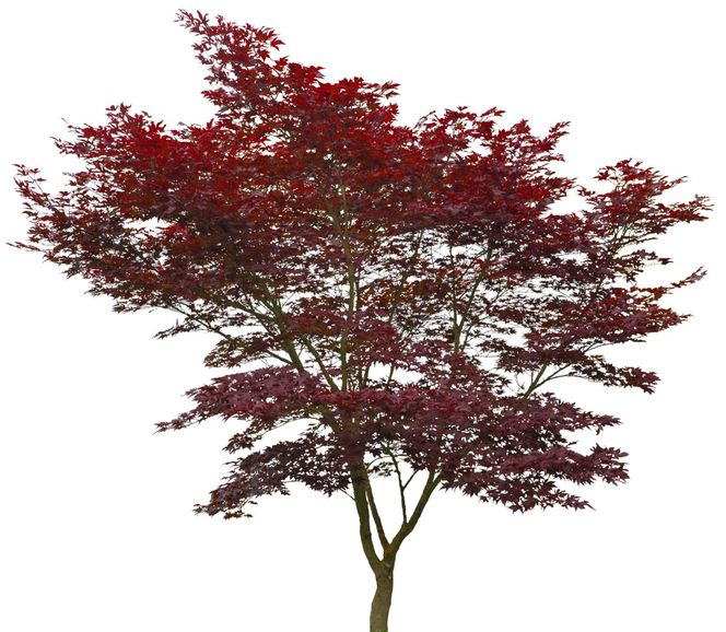 Klon palmowy 'Atropurpureum'