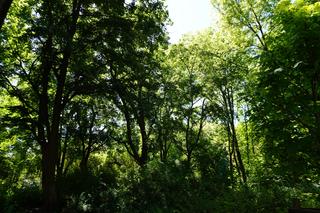 Park Sołacki w maju 2024