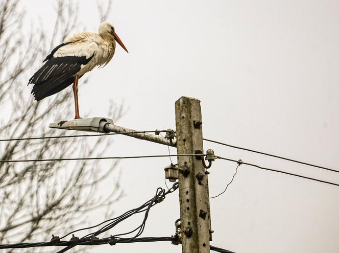 Koniec bocianich wakacji! Ornek pędził do Polski, aby uwić gniazdko dla ukochanej