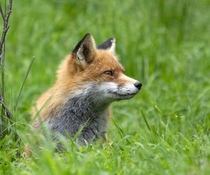Dodatkowa akcja szczepienia lisów na Podkarpaciu. W tych dniach nie wypuszczaj zwierząt