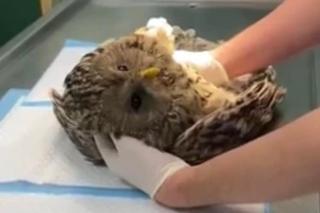 Sowa Sigma uszkodziła oko [GALERIA]