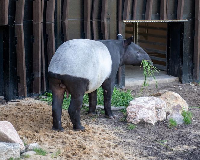 Tapir Willy nowym mieszkańcem Orientarium w Łodzi