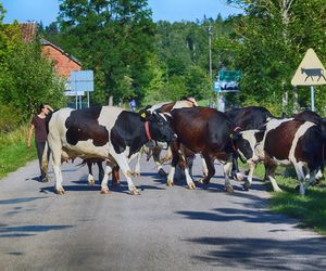 Suwałki - tu żyje się najlepiej w województwie podlaskim. AI nie ma wątpliwości