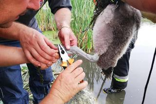 Strażacy ochotnicy uratowali brzydkie kaczątko