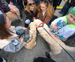 33. Finał WOŚP z grupą krakowskich Golden Retrieverów