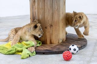 Uratował porzucone lwiątka