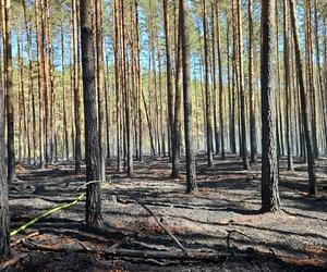 Pożar w Borach Tucholskich. Park Narodowy ostrzega! Występuje duże zadymienie