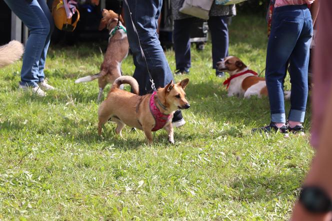 IX Piknik Przyjaciół Schroniska w Toruniu
