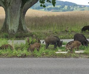 Dziki na trasie pod Olsztynem