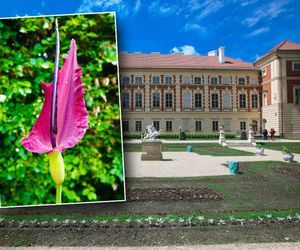 Nietypowy kwiat zakwitł na Podkarpaciu. Śmierdzi niczym gnijące mięso [ZDJĘCIA]