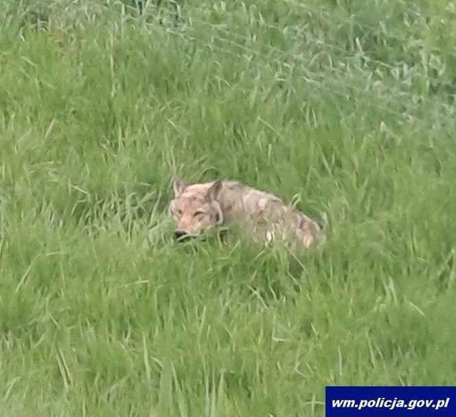 Policjanci z Ostródy pomogli rannemu wilkowi