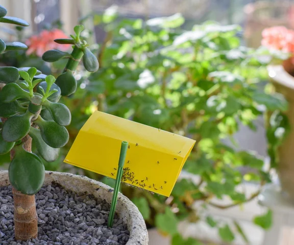 Muszki w doniczkach to zgroza. Od razu zalej wrzątkiem, a gdy ostygnie podlej rośliny. Wytępi ziemiórki z doniczek raz na zawsze. Sposób na ziemiórki 