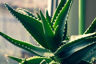 Aloes