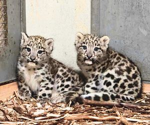 W śląskim zoo na świat przyszły dwie urocze pantery śnieżne. Tak rodzi się piękno przyrody