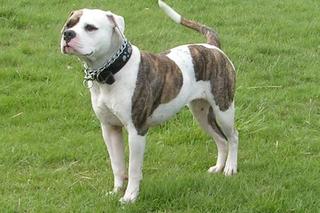 Buldog amerykański