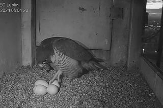 Intrygi, romans, walka, wielkie powroty i jaja. O tej ptasiej telenoweli z Lublina mówi cała Polska