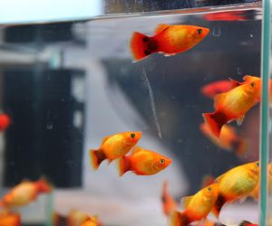 ZooPark ponownie przyciągnął do Targów Lublin tłumy miłośników zwierząt