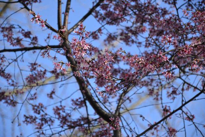 Wiśnia 'Okame', Prunus 'Okame'