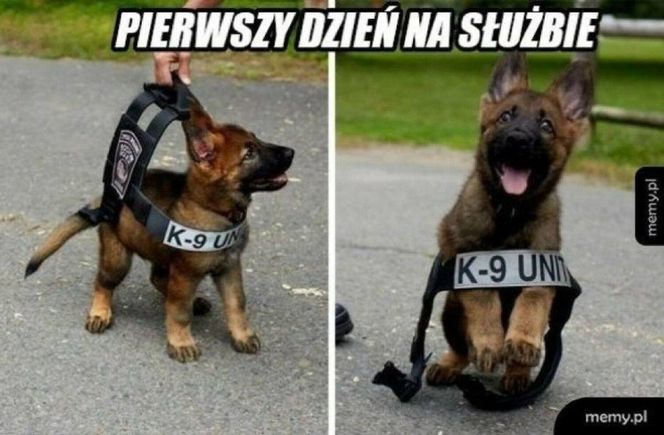 Memy o POLICJI
