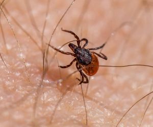 Kleszcze atakują nie tylko w lasach. Więcej przypadków boreliozy na Podkarpaciu 