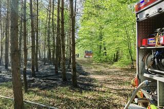 Pożar w lesie w Lubuskiem. Interweniowały służby