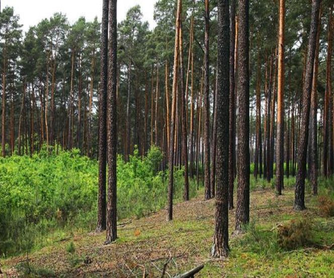 gorzów szkodniki opryski 1