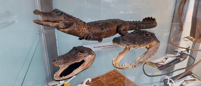 Wypchany krokodyl kameruński przywieziony przez podróżnego z Wrocławia ma swoje miejsce w gablocie na lotnisku