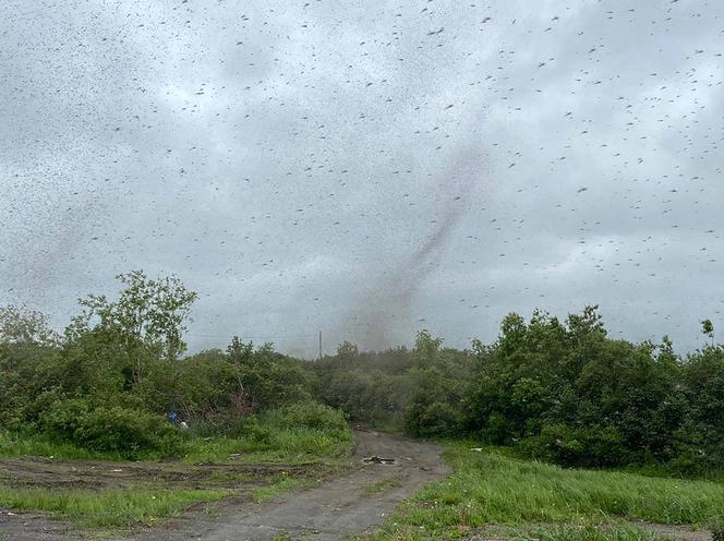 Szok! Tornado z komarów. Inwazja jakiej jeszcze nie było