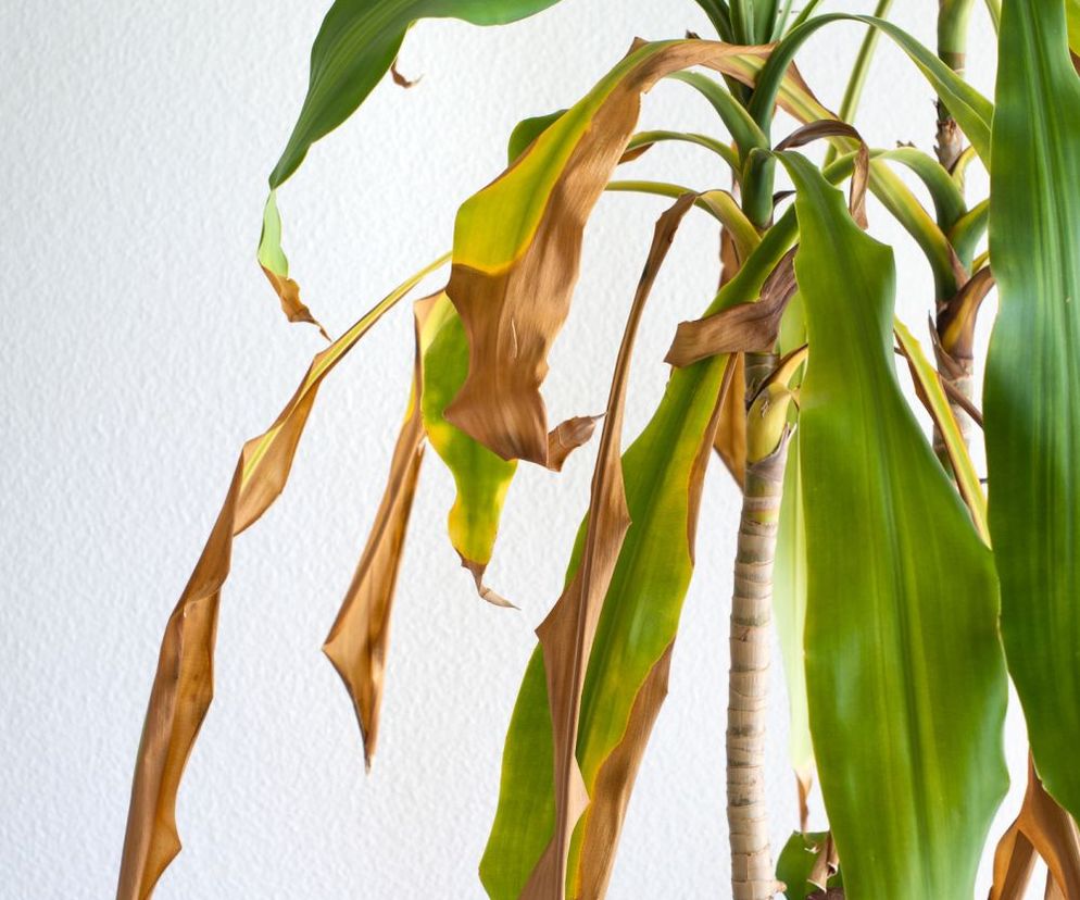 Dracena