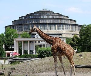 ZOO Wrocław - bilety, cennik 2023, godziny otwarcia. Jak dojechać? Mapa, parking