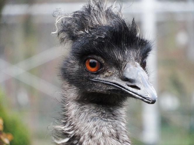 Tak wyglądają zwierzęta mieszkające w śląskim ZOO
