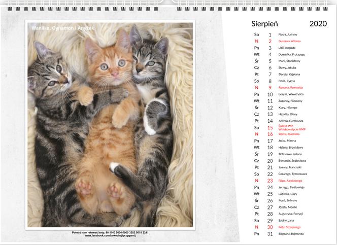Wyjątkowy kalendarz dla "kociarzy". Najpiękniejsze koty przygarnięte przez społeczny komitet [ZDJĘCIA, WIDEO]