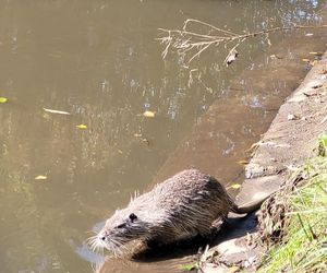 Nutrie w Rybniku są już odławiane