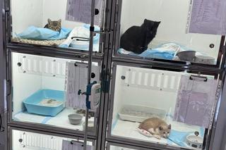 Kot Duszek najadł się migdałów, potrzebna była operacja.