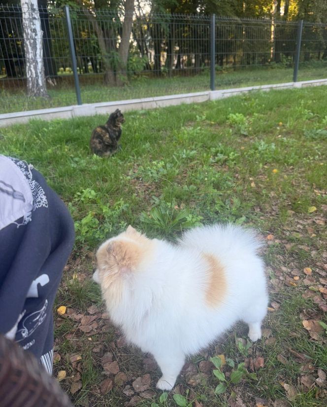 Daisy Najman, pies Marcina Najmana