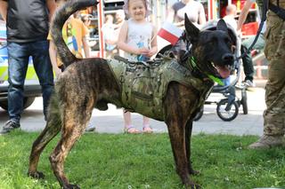 Piknik patriotyczny i koncert „Polskie Tańce Narodowe i Regionalne” na pl. Litewskim w Lublinie