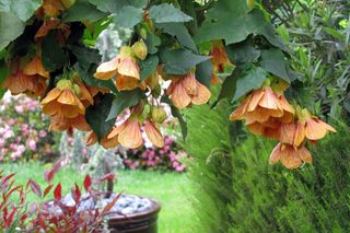 Klonik pokojowy (zaślaz, abutilon) - uprawa klonika w doniczce, pielęgnacja