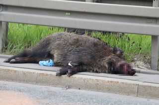 Warszawa sparaliżowana! Karambol po potrąceniu dzika. Kosmiczny korek aż do Marsa