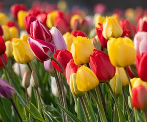 Tulipan